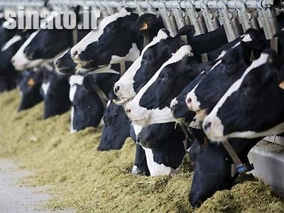 اهمیت بنتونیت در خوراک گاو شیری
