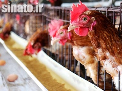 کربنات کلسیم در تغذیه مرغ تخمگذار