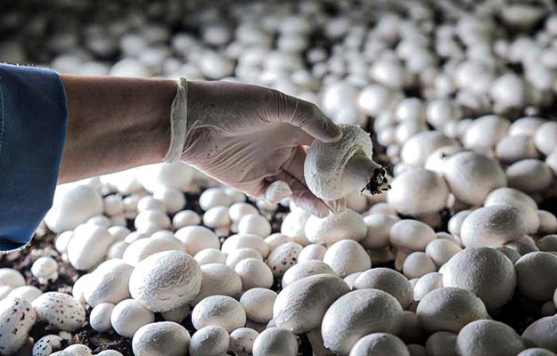 نقش کربنات کلسیم برای پرورش قارچ