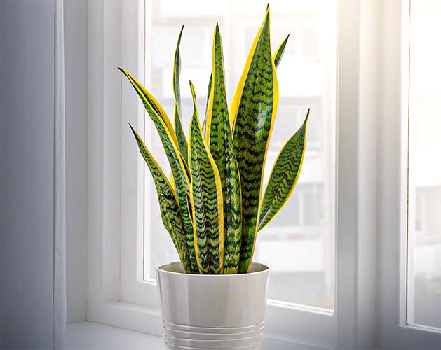 خواص اسید هیومیک برای سانسوریا