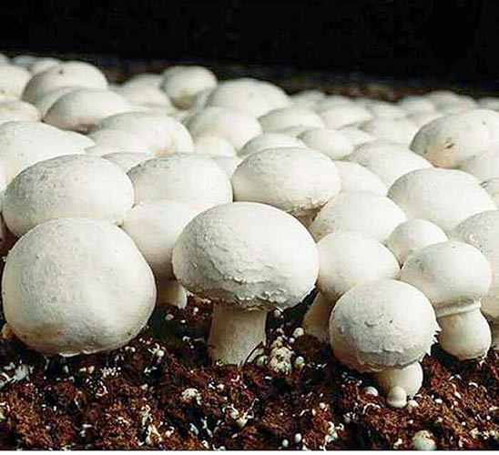 مقدار کربنات کلسیم برای پرورش قارچ