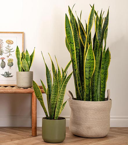 خواص کود هیومیک اسید برای سانسوریا