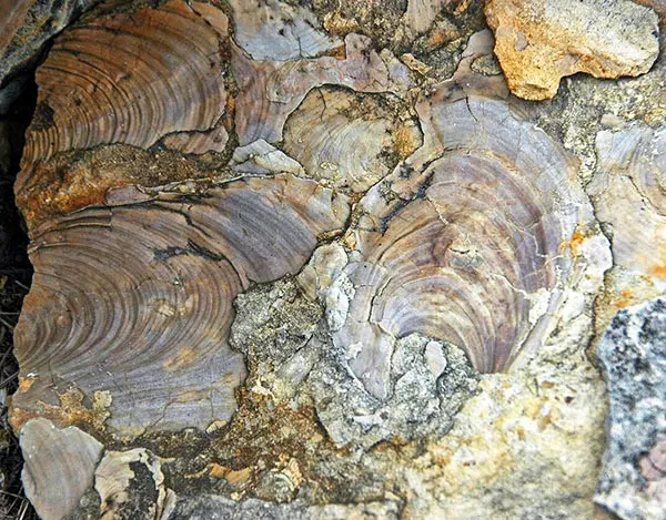 عکس سنگ رسوبی فسیل دار — آهک فسیل‌دار