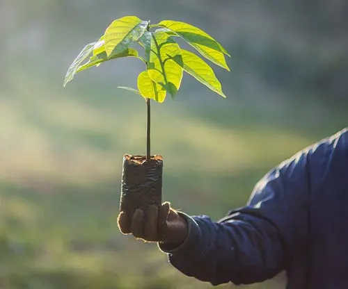 کود NPK متعادل برای رشد سریع نهال - فرمولاسیون 20-20-20