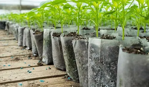 نحوه کوددهی نهال تازه کاشته شده - روش صحیح آبیاری و کوددهی