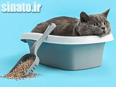 بهترین خاک گربه خارجی و ایرانی با جذب بالا