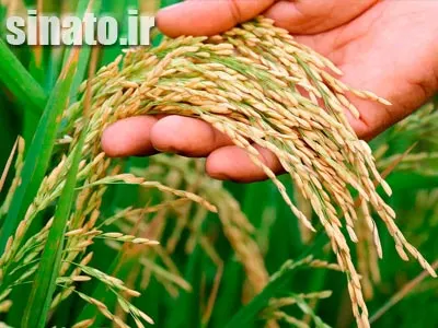 بهترین کود برای برنج - جدول کامل کوددهی مرحله به مرحله و انواع کودهای NPK برای افزایش عملکرد