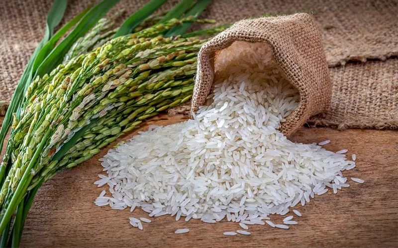 بهترین کود برای کشت دوم برنج - برنامه کوددهی ویژه کشت دوم با میزان بیشتر NPK و کود آلی