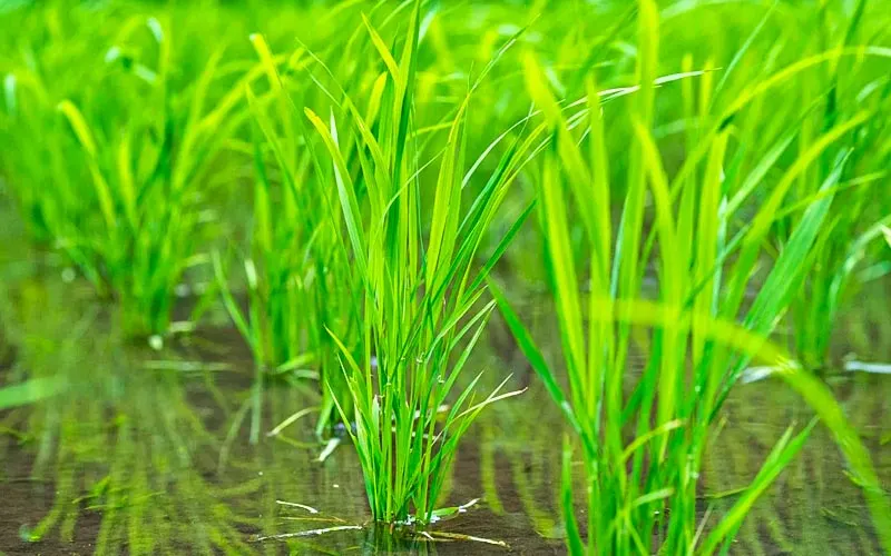 بهترین کود برای پنجه زنی برنج - زمان مصرف اوره، کود سه بیست و ریزمغذی در مرحله 20 تا 45 روز