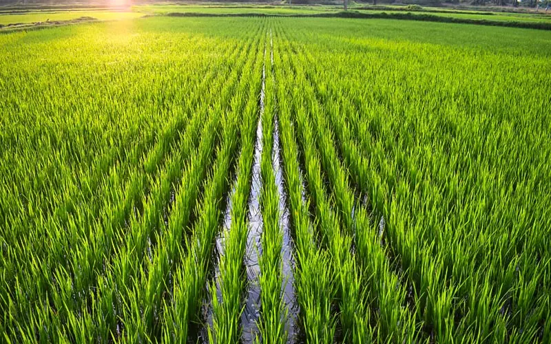 بهترین زمان کوددهی برنج - تقویم کامل زمان‌بندی مصرف کودهای ازته، فسفاته و پتاسه