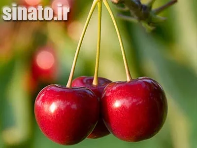 بهترین کود برای درخت گیلاس | راهنمای کامل کوددهی + برنامه فصلی