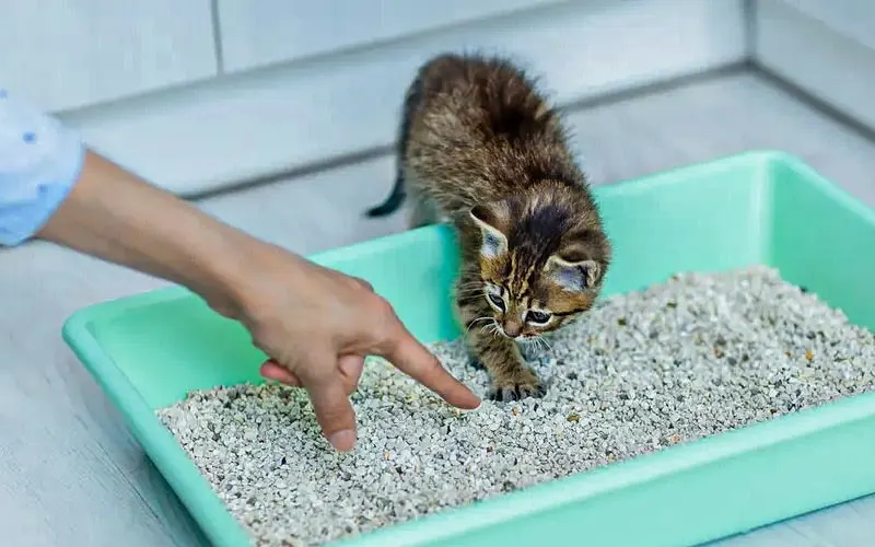 خاک گربه کربن دار با ذرات کربن فعال مشکی