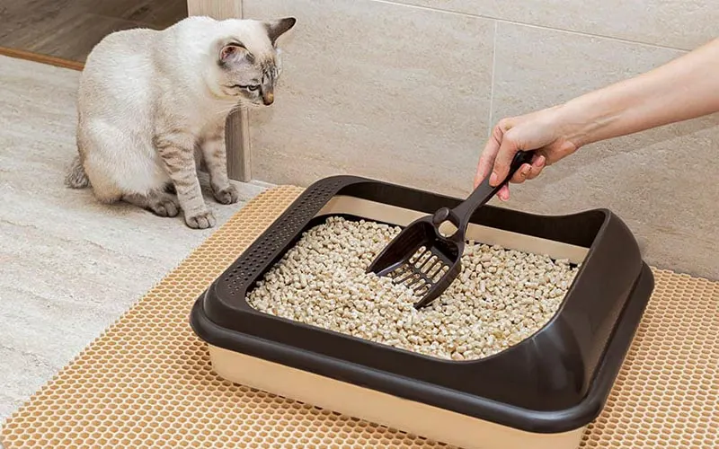 راهنمای گام به گام انتخاب خاک گربه مناسب