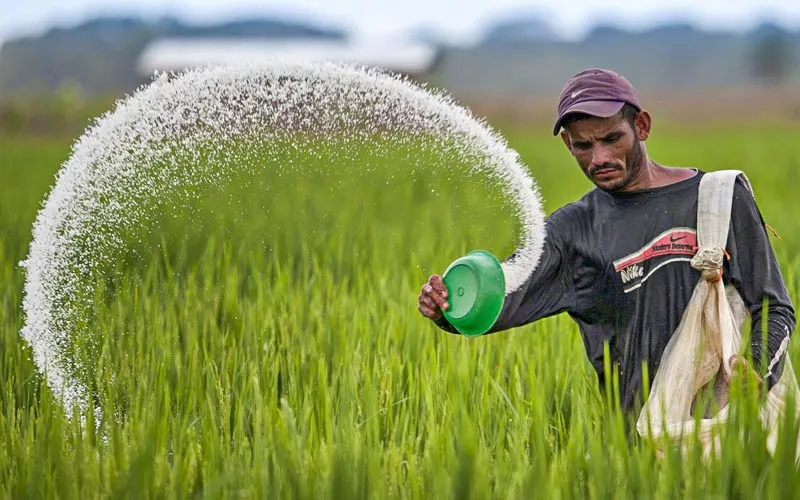 10 نکته طلایی کوددهی برنج - راهنمای عملی کشاورزان برای افزایش 40 درصدی عملکرد