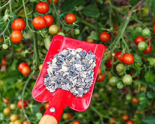 انواع کود NPK برای گوجه فرنگی - کود شیمیایی و آلی مناسب هر مرحله رشد