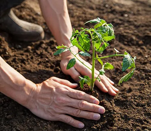 محاسبه گر آنلاین کود گوجه فرنگی - جدول و نمودار مقدار NPK مورد نیاز
