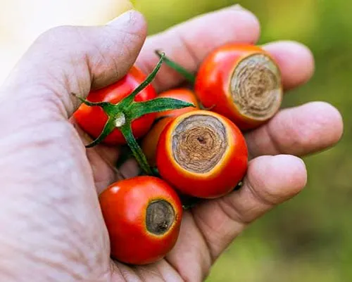 مراحل رشد گوجه فرنگی از نشا تا برداشت - برنامه کودهی تخصصی هر مرحله