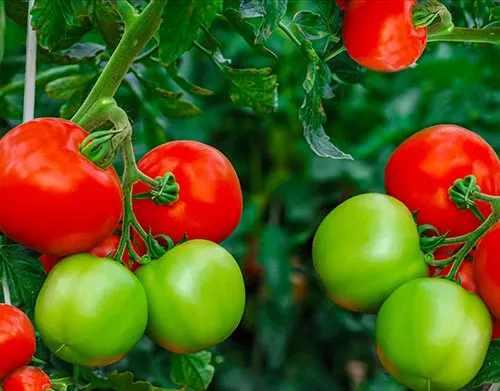 راهنمای تصویری تشخیص کمبودهای عناصر غذایی گوجه فرنگی