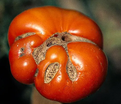 گوجه فرنگی در حال قرمز شدن با کود پتاسیم - فرآیند رسیدن و تولید لیکوپن