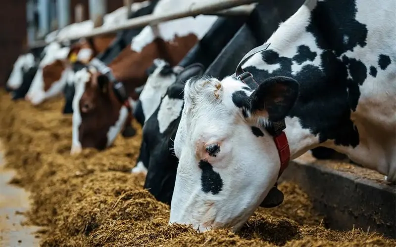 کربنات کلسیم خوراک دام و طیور