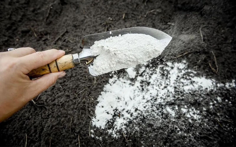 زمان مناسب آهک پاشی درختان میوه در فصول مختلف سال