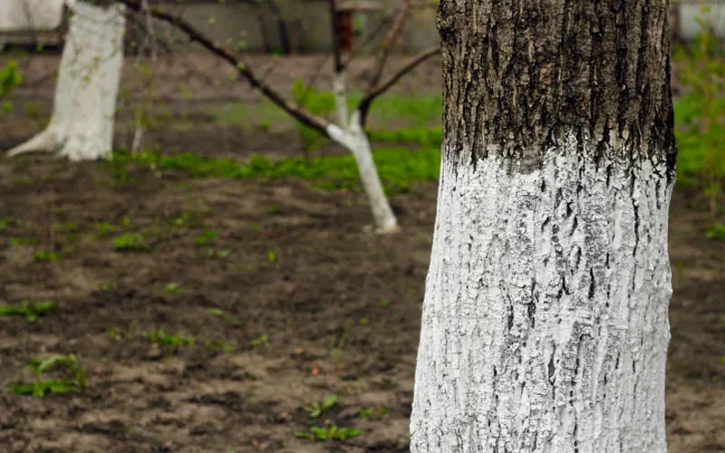 آهک پاشی تنه درختان برای محافظت از آفات و بیماری ها