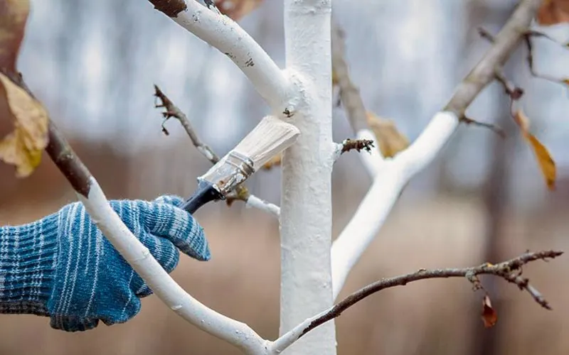 انواع آهک کشاورزی برای درختان میوه و کاربرد آنها