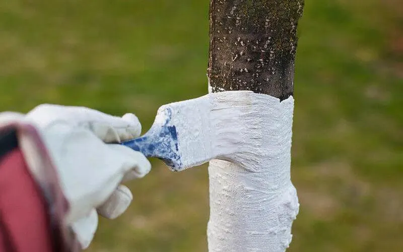 راهنمای استفاده از آهک برای درختان میوه مختلف پسته گردو انار انگور