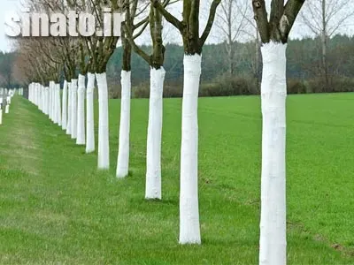 آهک برای تنه درختان میوه